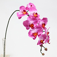 100cm M.P. Cymbidium Orchid Spray